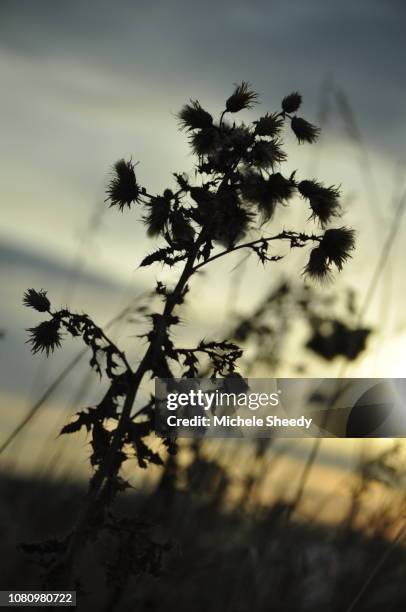 winter thistles - sheedy stock pictures, royalty-free photos & images