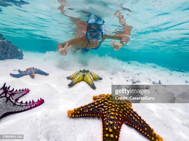 adult female showing peace sign while snorkeling around tropical starfish - starfish stock pictures, royalty-free photos & images