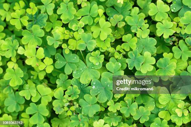 6,043 Lucky Leaf Stock Photos and High-Res Images - Getty Images