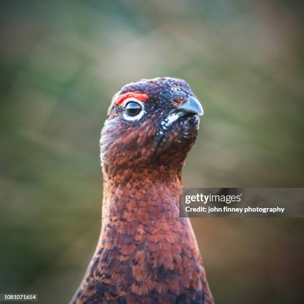 Wild Red Grouse In The English Peak District Uk High-Res Stock Photo