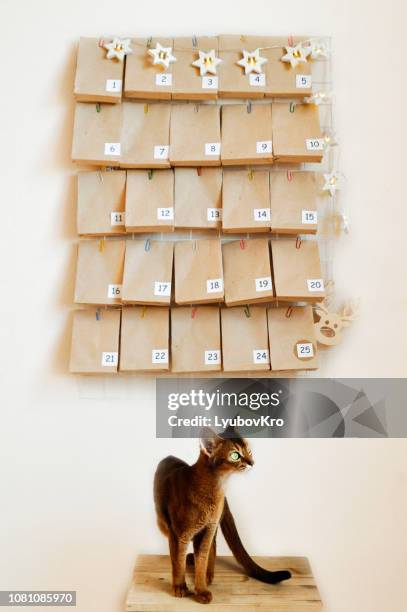 the abyssinian cat is waiting for the advent calendar for christmas. mood board with gifts and star garland . - avent photos et images de collection