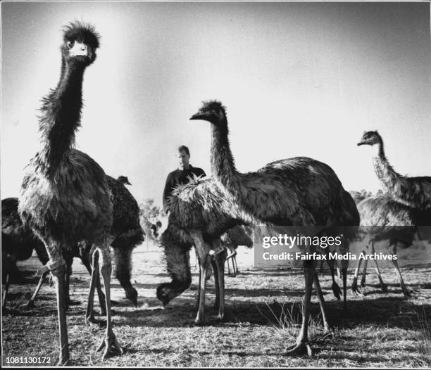 Emu Farming"Emu farmer Douglas Clarke feeds his emus on his Baronga property near the Victoria border. August 6, 1993. .