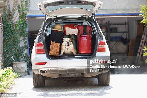dog in back of car packed for vacation - car holiday stock-fotos und bilder