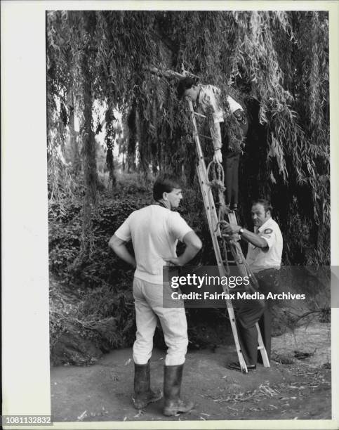 Tarzan Rope 50 Tarzan Rope Stock Photos, High-Res Pictures, and Images - Getty Images