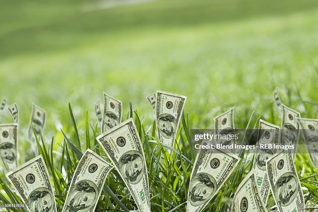 100 dollar bills growing in grass