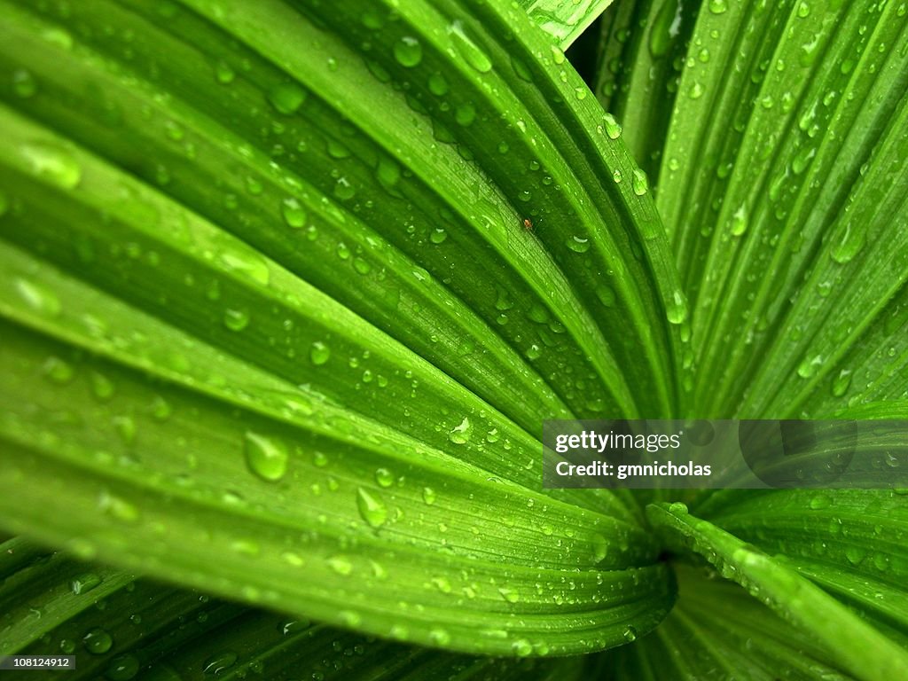 Wild hosta Plant with Wet Rain