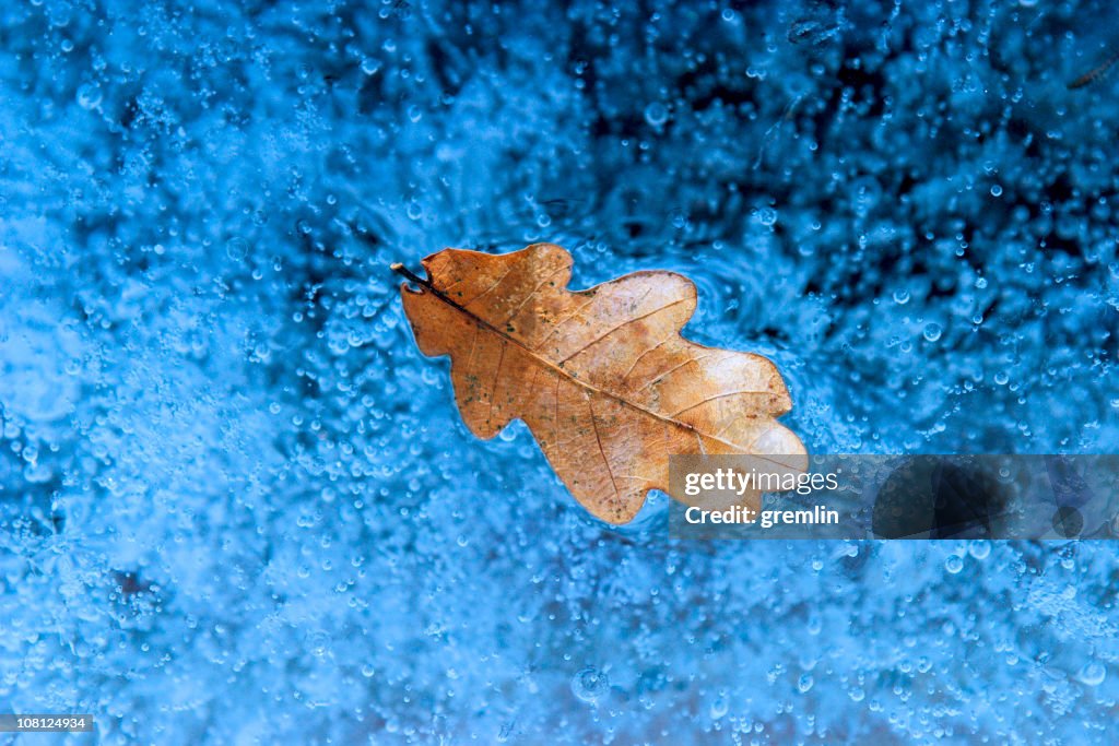 Leaf Frozen in Ice