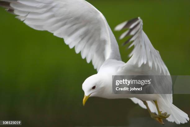 möwe im flug - schnabel stock-fotos und bilder