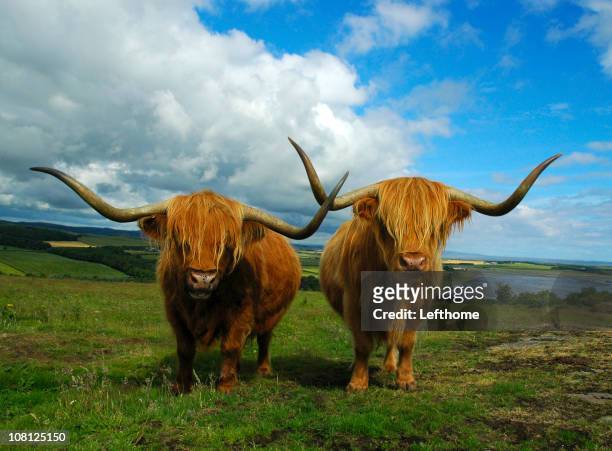 highland cattle - highland cow stockfoto's en -beelden