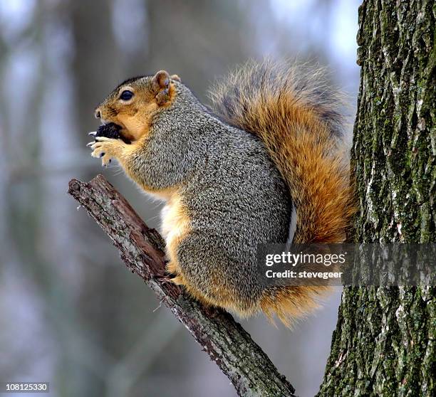 squirrel eating nut - naperville stock pictures, royalty-free photos & images