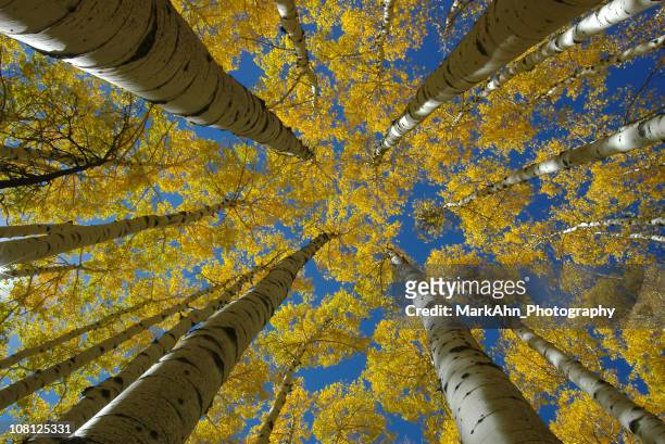 looking up at aspen trees with yellow autumn leaves - flagstaff arizona stock pictures, royalty-free photos & images