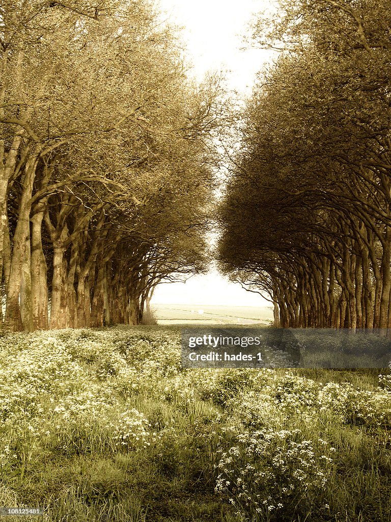 Row of Trees in Field