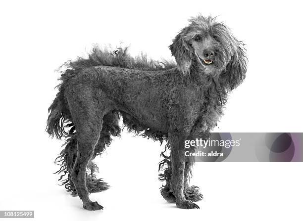 perro con sólo la mitad de su corte de cabello y afeitado - incompleto fotografías e imágenes de stock