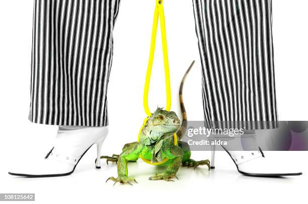Lizard With No Legs Photos and Premium High Res Pictures - Getty Images