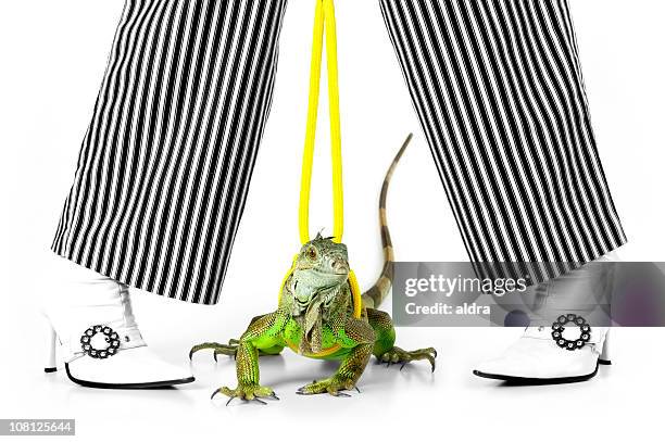 green iguna on leash between striped trouser legs and boots - iguana stock pictures, royalty-free photos & images