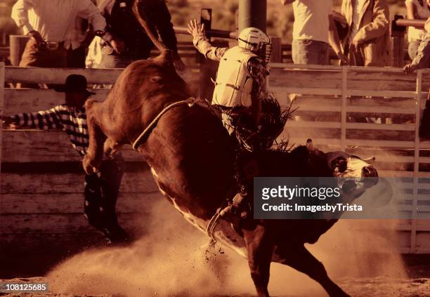 bullenreiten ii (gebranntes siena - rodeo bull stock-fotos und bilder