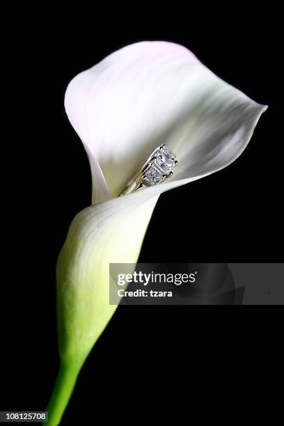 coinvolgimento calla - lili brillanti foto e immagini stock