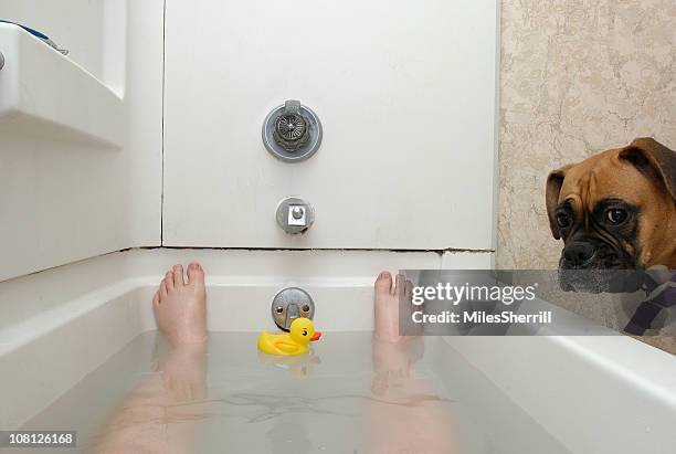 en la bañera con perro - pato de juguete fotografías e imágenes de stock