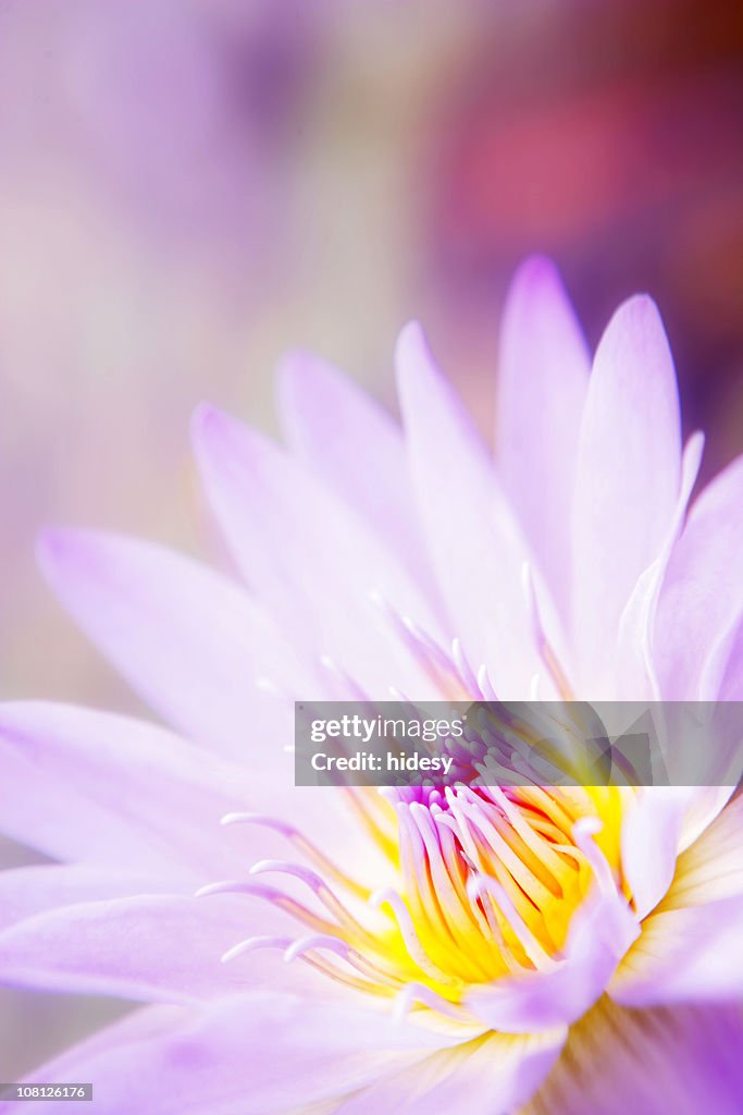 Close-up of Lily Flower