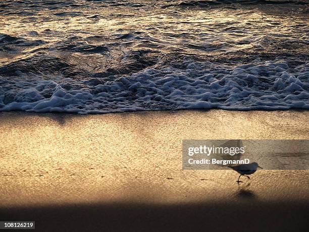 surf edge at first light - boca raton stockfoto's en -beelden