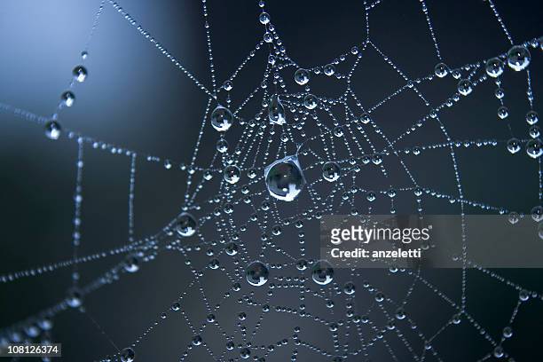 morning dew trapped on a spider web - dauw stockfoto's en -beelden