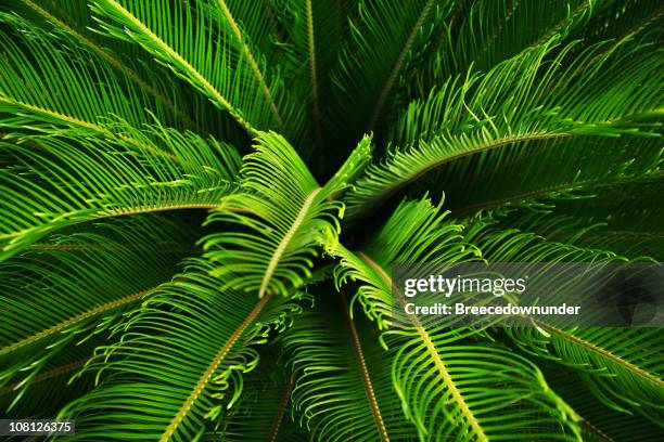 close-up of lush and green cycad plant bush - cycad stock pictures, royalty-free photos & images