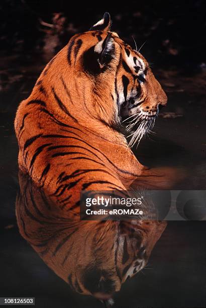 royal bengal tiger - a bengal tiger stockfoto's en -beelden