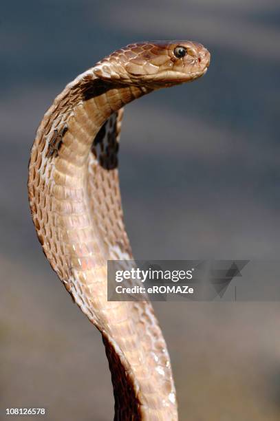 cobra - cobra snake stockfoto's en -beelden