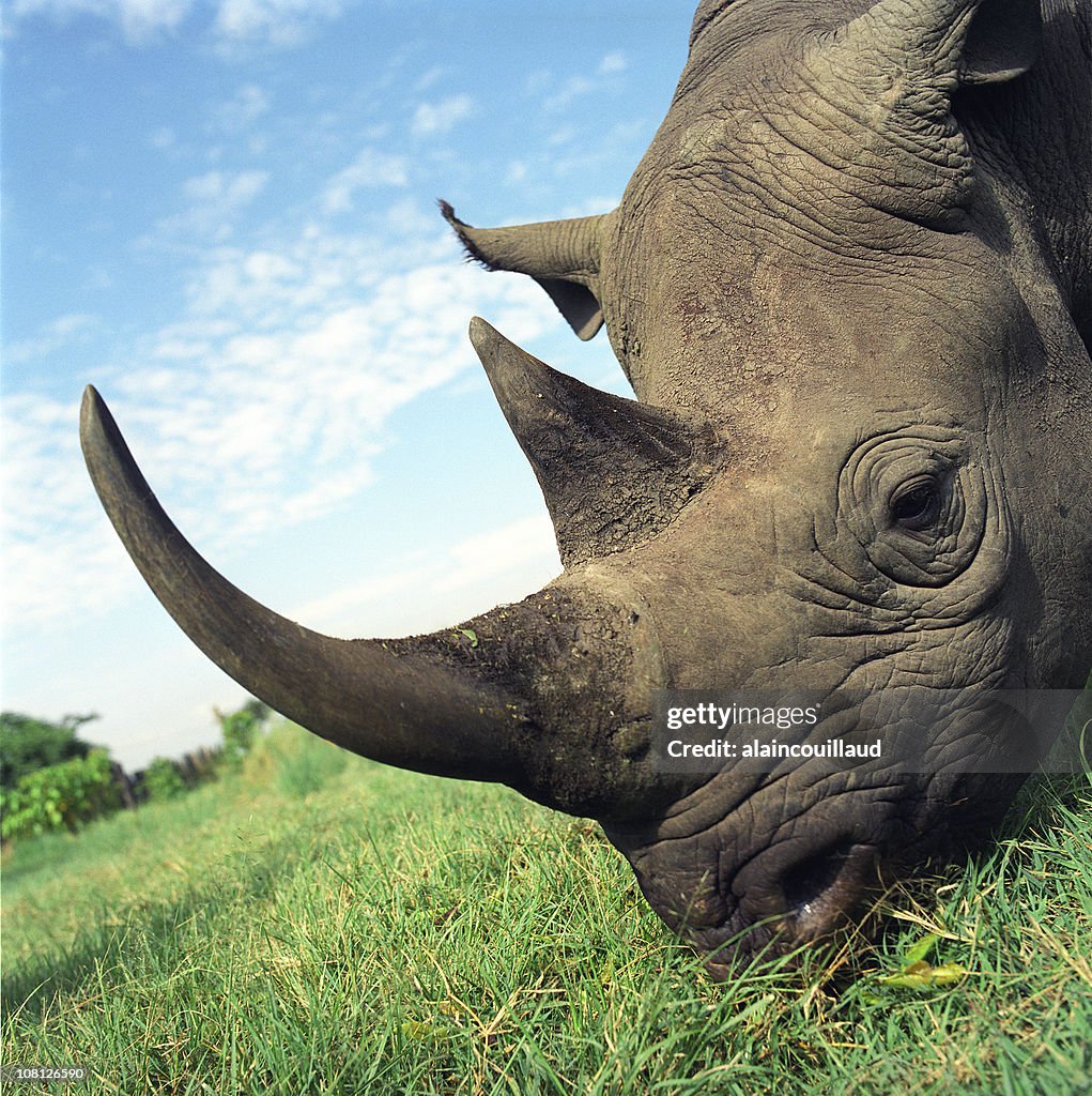 Rhinocerous Eating Grass in Africa