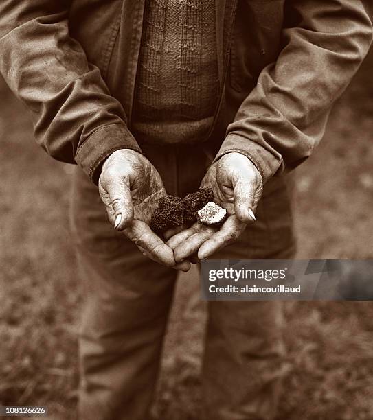 man's hands holding truffle mushrooms, sepia toned - truffles stock pictures, royalty-free photos & images