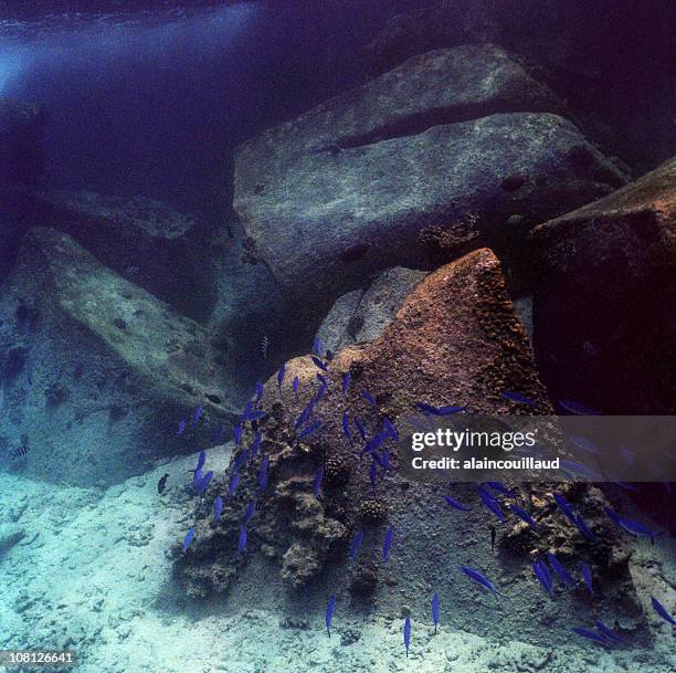 Blue Fish Rocks Bluefish Swimming Photos and Premium High Res Pictures - Getty Images