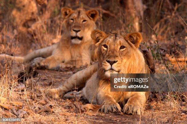 león asiático (panthera leo persica - gujarat lion fotografías e imágenes de stock