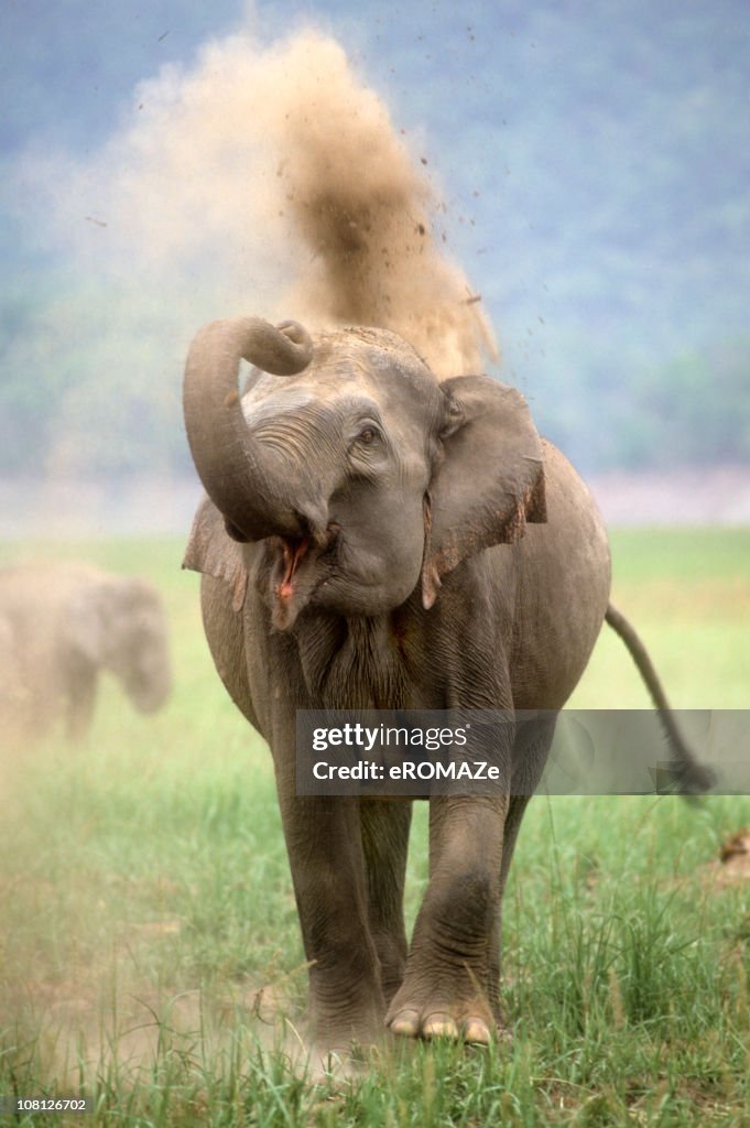 Indian Elephant