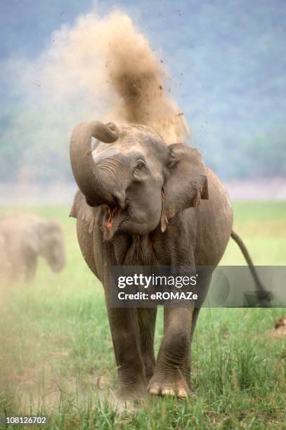 Indian Elephant High-Res Stock Photo