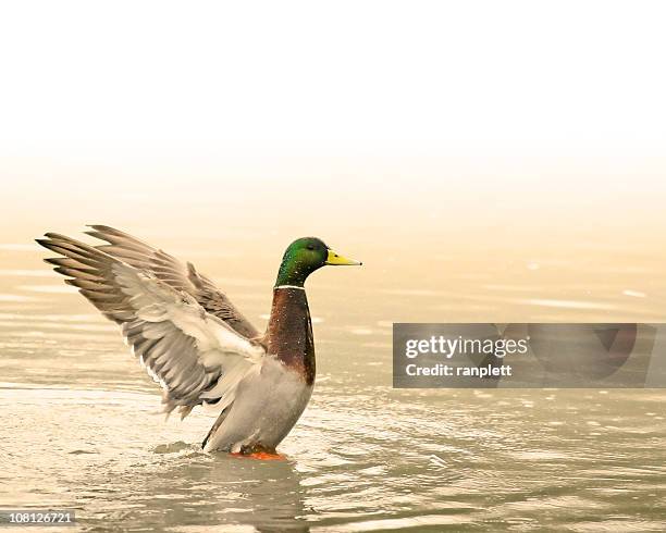 beautiful duck in a pond - ducks stockfoto's en -beelden