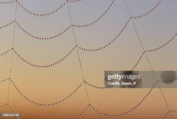 dewy spider web - morning dew stockfoto's en -beelden