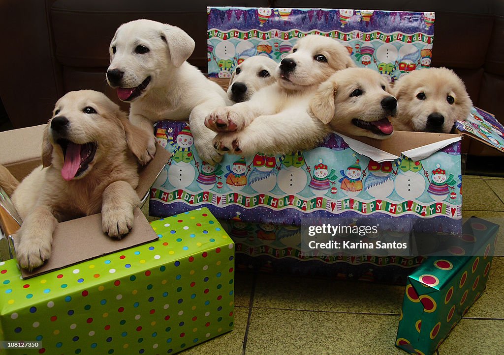 Six puppies sit in Christmas boxes