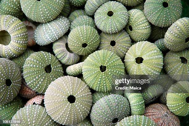 dried sea urchins in pile - sea urchin stockfoto's en -beelden