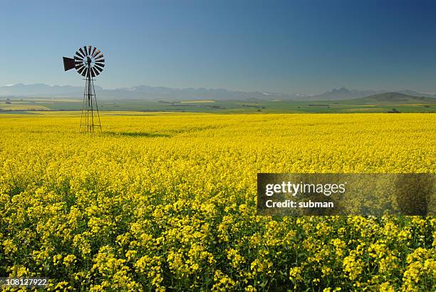 windmühle in canola (vergewaltigung feld - canola stock-fotos und bilder