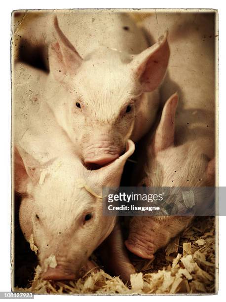 baby pigs, porträt - ferkel stock-fotos und bilder