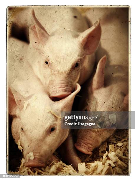 Pig Texture Photos and Premium High Res Pictures - Getty Images