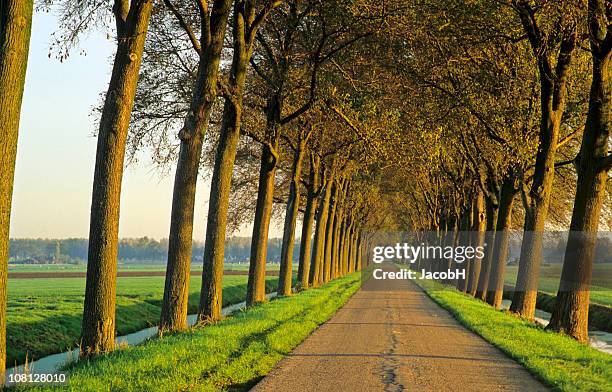 row of trees along a country road - trench stock pictures, royalty-free photos & images