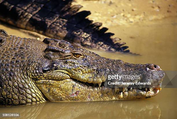 saltwater crocodile - crocodylus porosus stock pictures, royalty-free photos & images