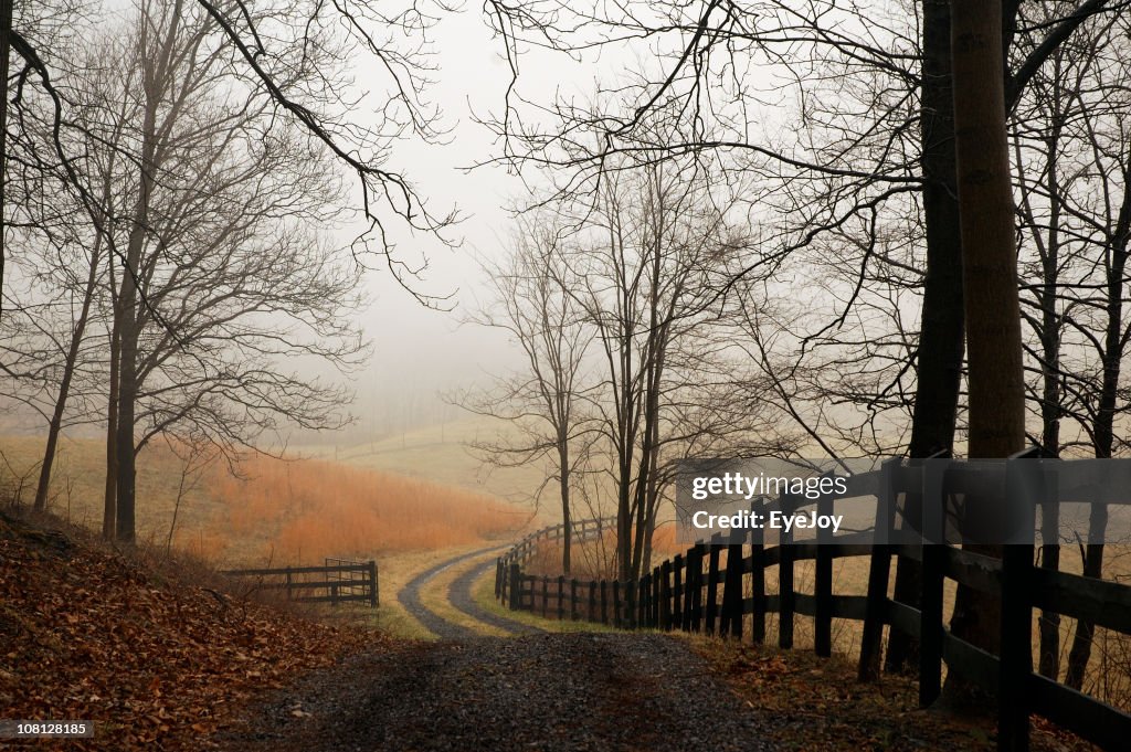 Foggy Country Lane