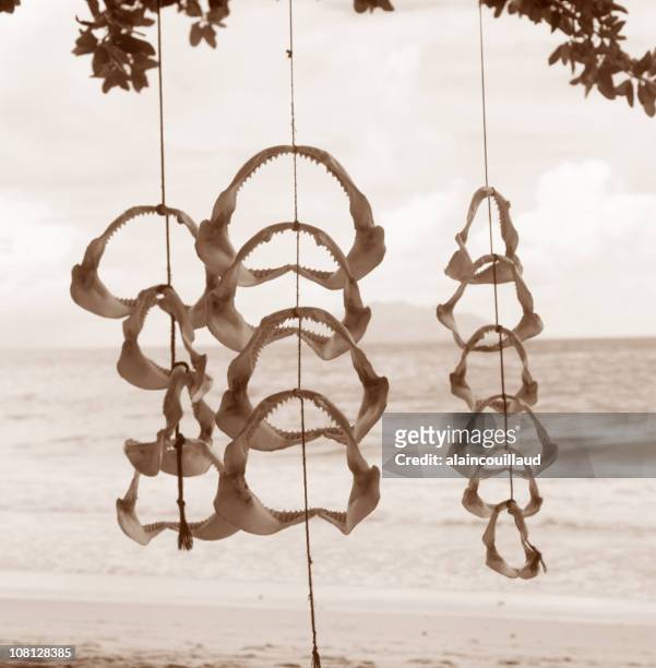 shark jaws hanging near beach, sepia toned - hawaii souvenir stock pictures, royalty-free photos & images