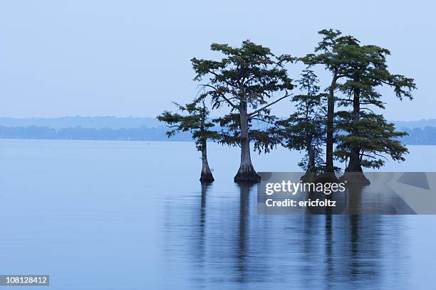 reelfoot lake with trees in water - bald cypress tree stock pictures, royalty-free photos & images