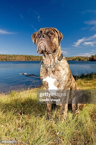 bullmastiff - bull mastiff fotografías e imágenes de stock