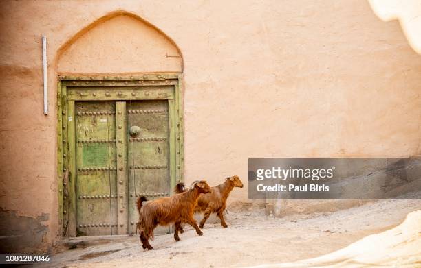 goats on  al hamra village, near nizwa, oman - arabian peninsula stock pictures, royalty-free photos & images