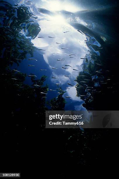 wolken von unter dem meer - grotte stock-fotos und bilder