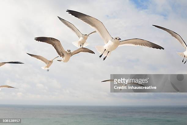 möwen im flug - seagull stock-fotos und bilder